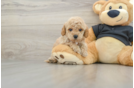 Happy Cavapoo Baby