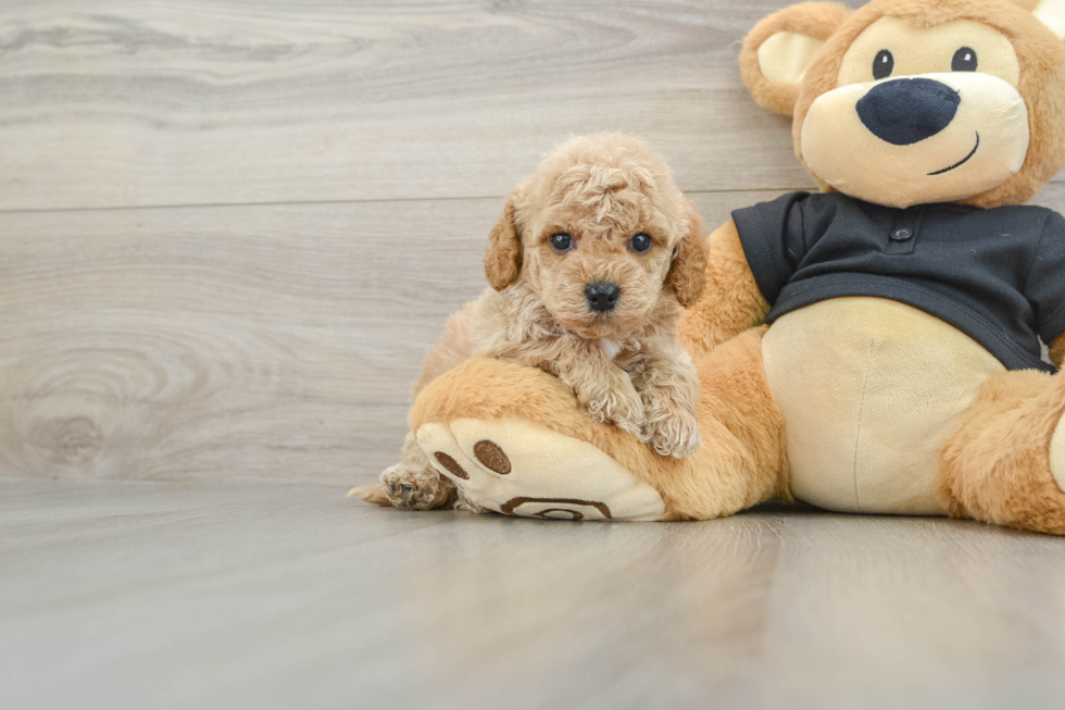 Happy Cavapoo Baby