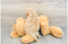 Sweet Cavapoo Baby