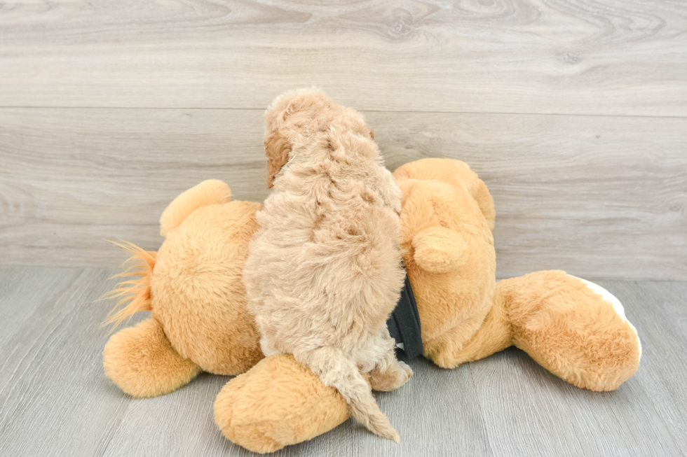 Sweet Cavapoo Baby