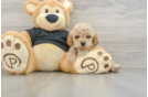 Happy Cavapoo Baby