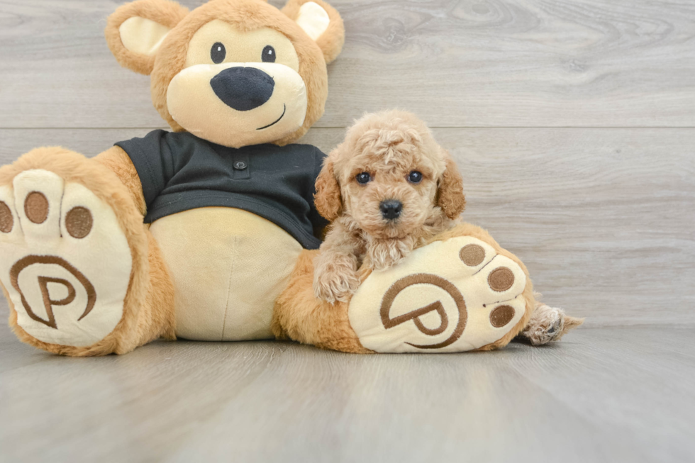 Happy Cavapoo Baby