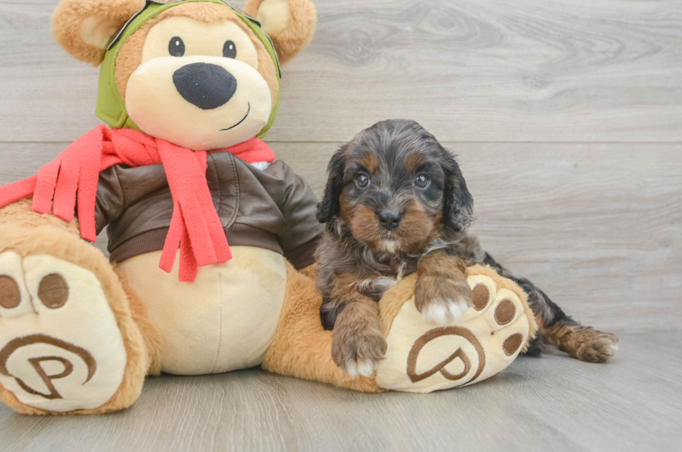 5 week old Cavapoo Puppy For Sale - Windy City Pups