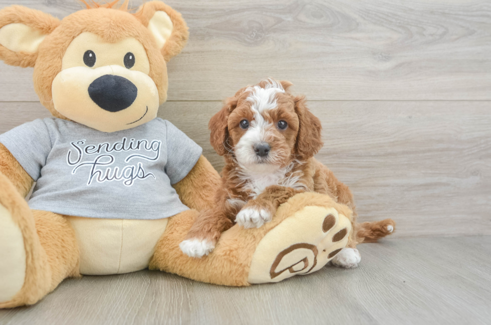 6 week old Cavapoo Puppy For Sale - Windy City Pups