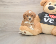 7 week old Cavapoo Puppy For Sale - Windy City Pups