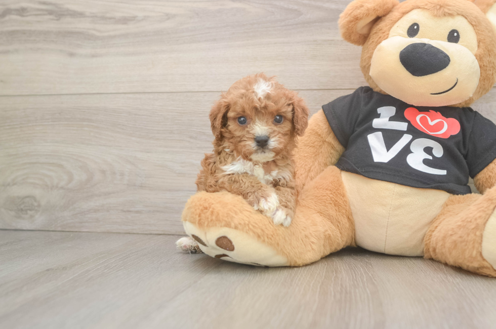 6 week old Cavapoo Puppy For Sale - Windy City Pups