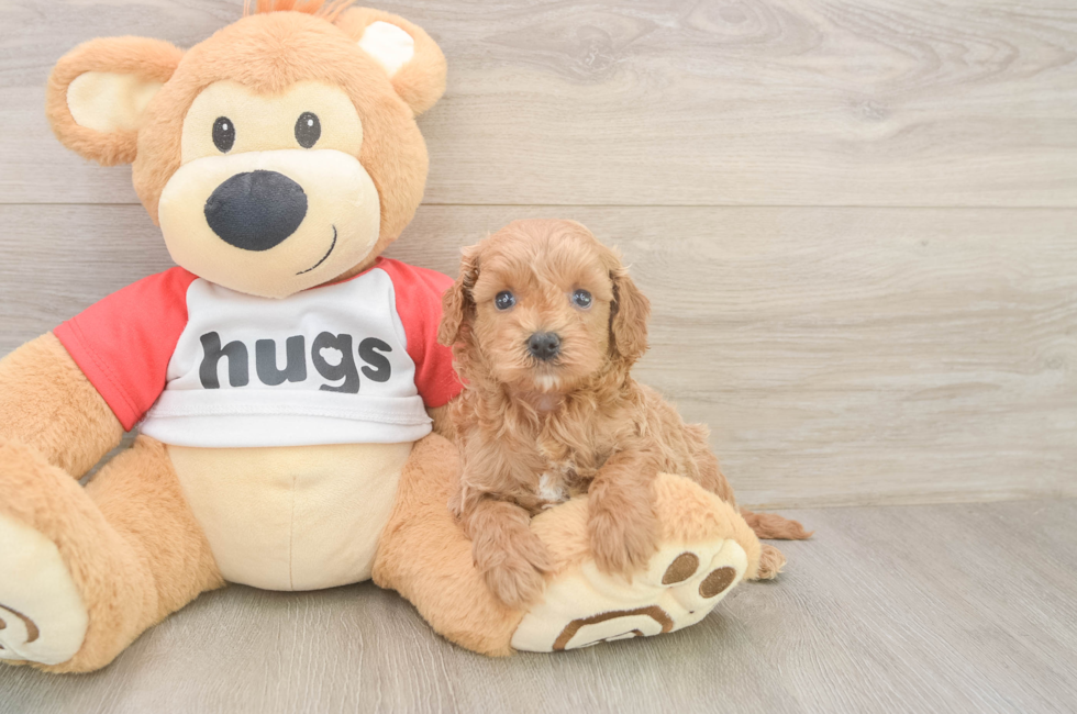 5 week old Cavapoo Puppy For Sale - Windy City Pups