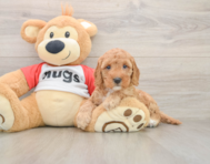 8 week old Cavapoo Puppy For Sale - Windy City Pups