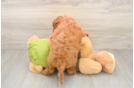 Small Cavapoo Baby