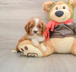 6 week old Cavapoo Puppy For Sale - Windy City Pups