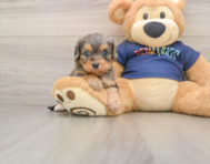 8 week old Cavapoo Puppy For Sale - Windy City Pups