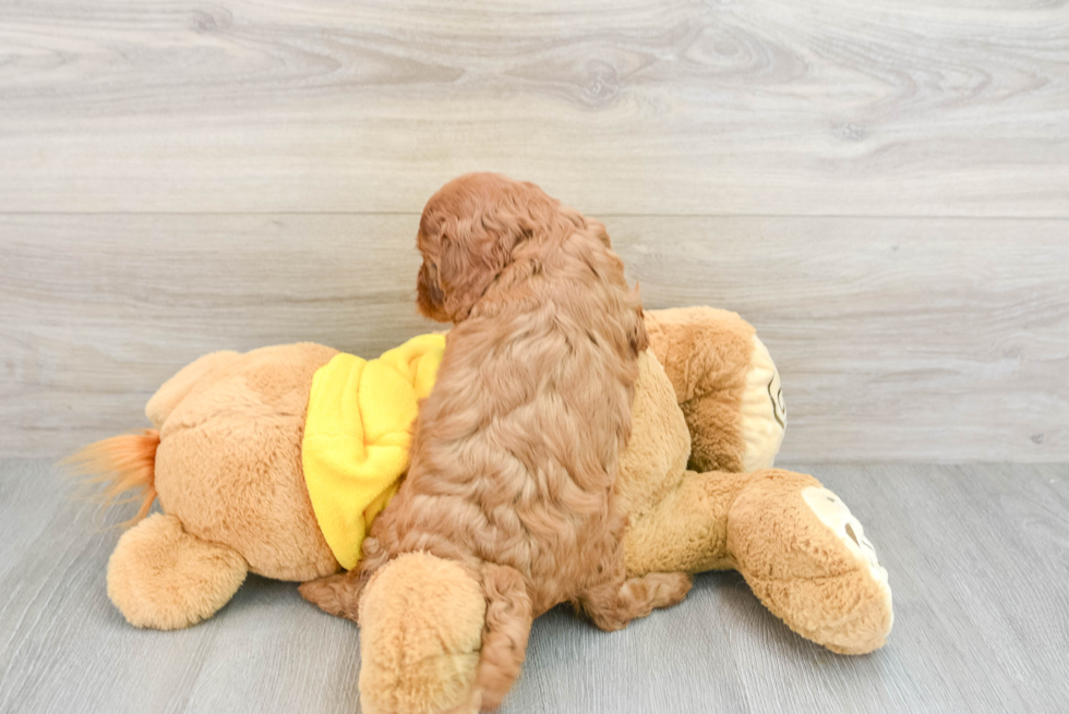 Cavapoo Pup Being Cute