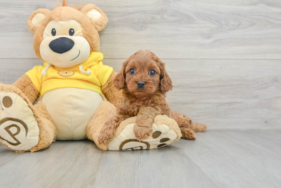 Cavapoo Puppy for Adoption