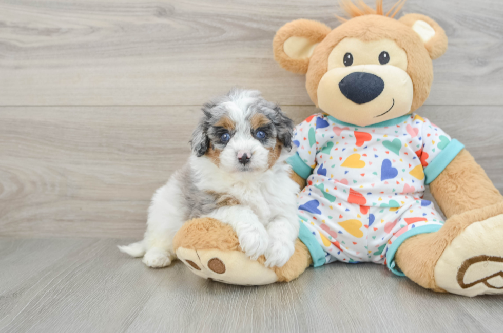 5 week old Cavapoo Puppy For Sale - Windy City Pups