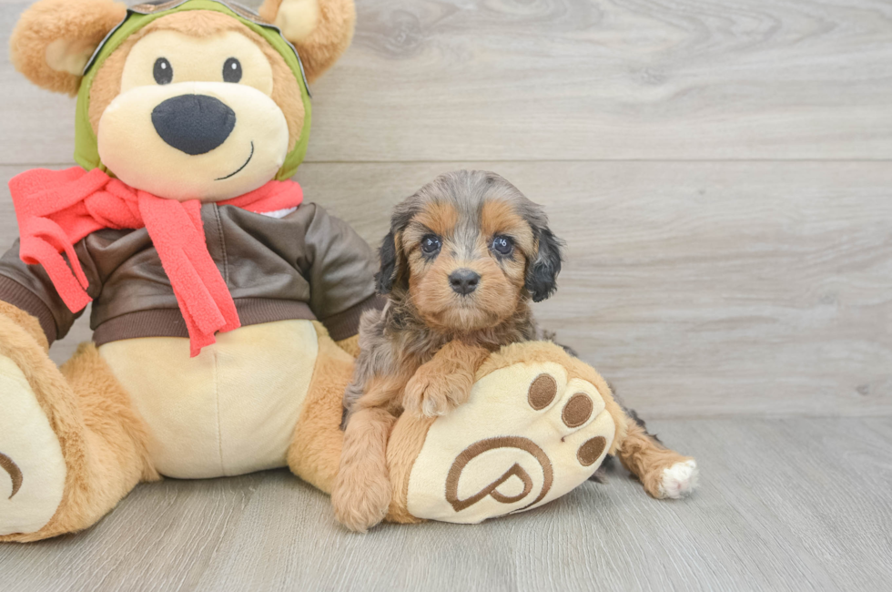 5 week old Cavapoo Puppy For Sale - Windy City Pups