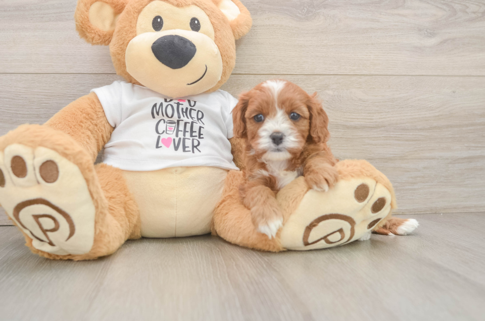 5 week old Cavapoo Puppy For Sale - Windy City Pups