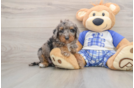 Best Cavapoo Baby