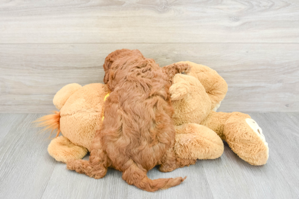 Playful Cavoodle Poodle Mix Puppy