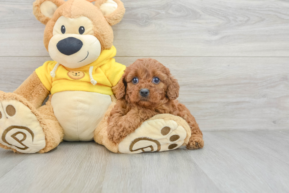 Cavapoo Pup Being Cute