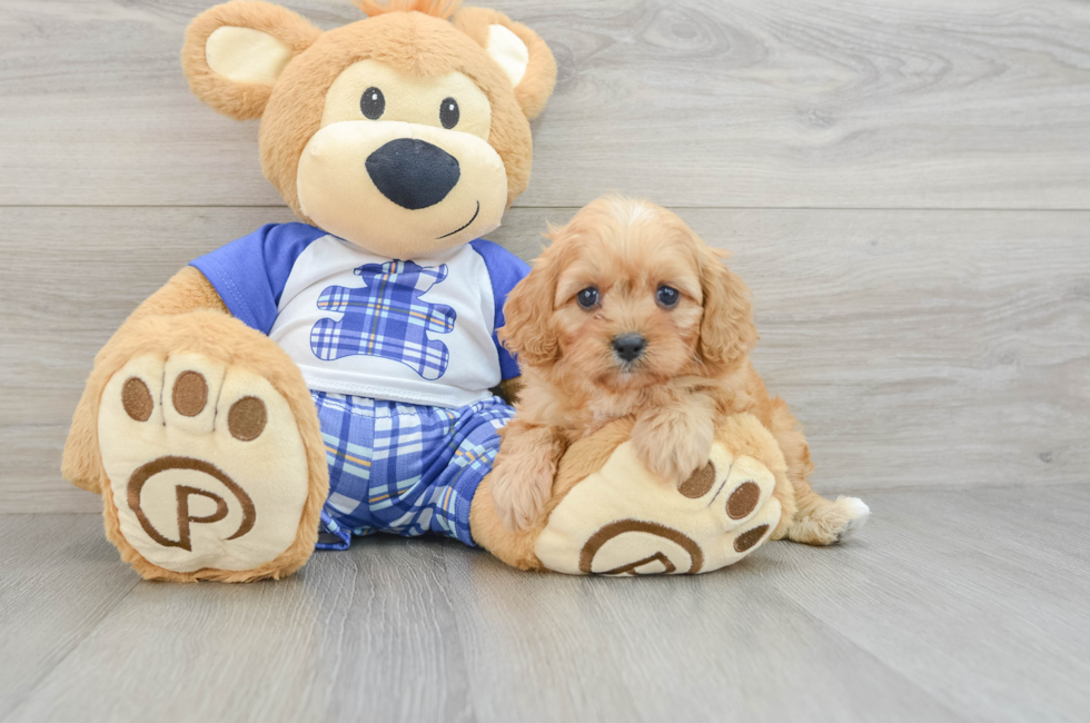 6 week old Cavapoo Puppy For Sale - Windy City Pups