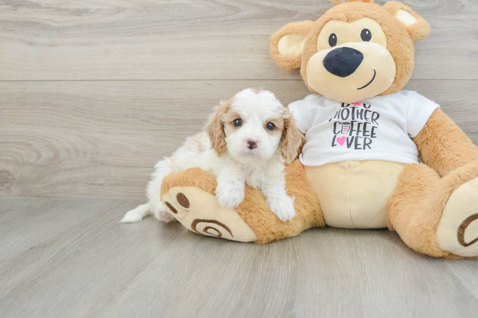 Best Cavapoo Baby