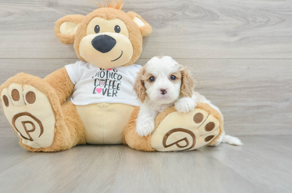 6 week old Cavapoo Puppy For Sale - Windy City Pups