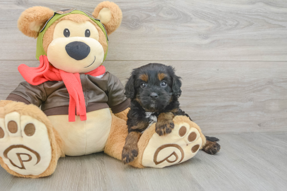 5 week old Cavapoo Puppy For Sale - Windy City Pups