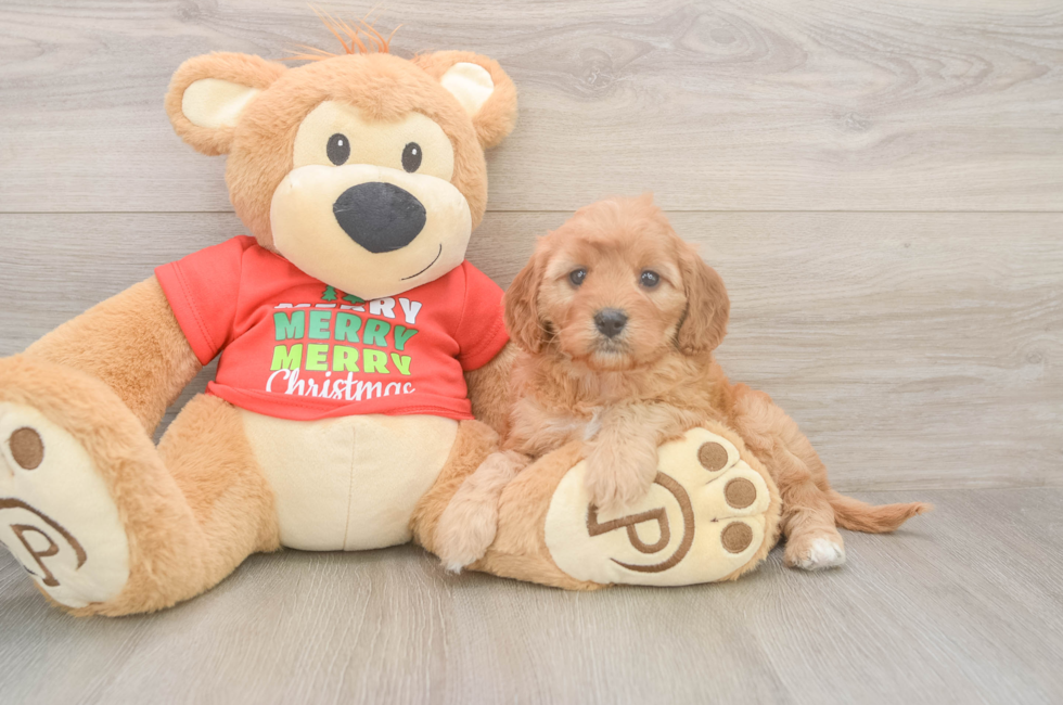 6 week old Cavapoo Puppy For Sale - Windy City Pups
