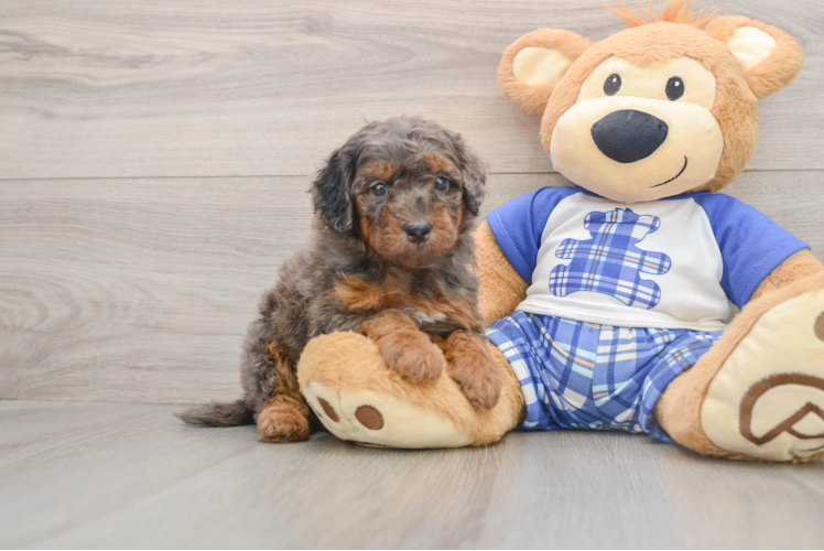 Best Cavapoo Baby