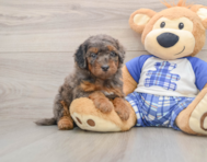 7 week old Cavapoo Puppy For Sale - Windy City Pups