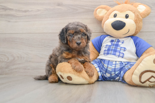 Best Cavapoo Baby