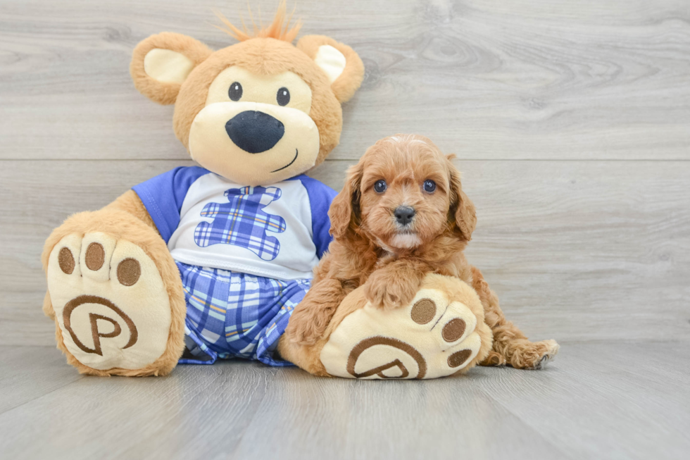 Cute Cavapoo Baby