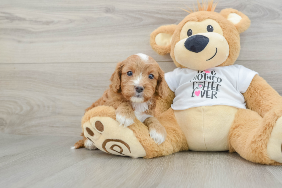 Sweet Cavapoo Baby