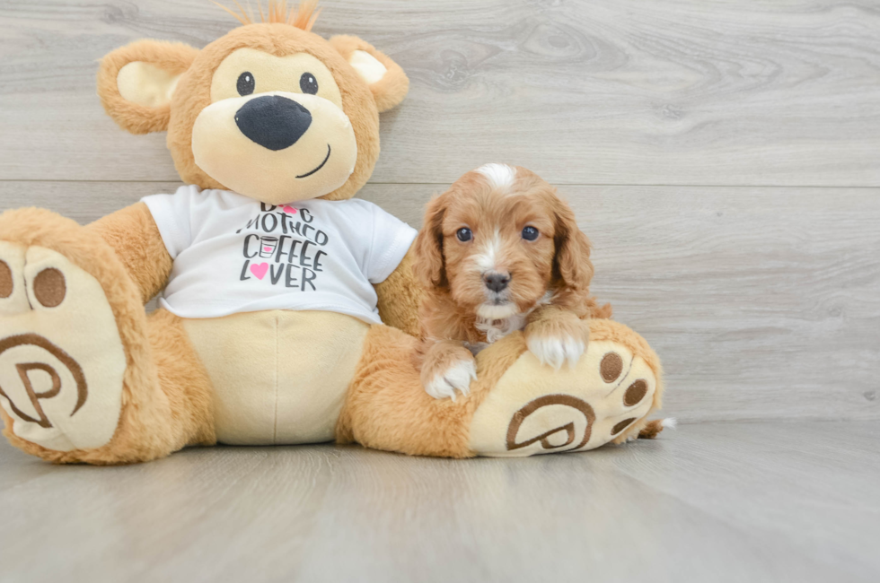 6 week old Cavapoo Puppy For Sale - Windy City Pups