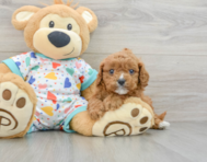 7 week old Cavapoo Puppy For Sale - Windy City Pups