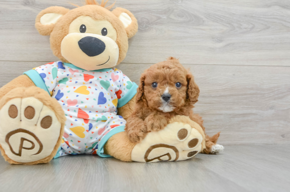 5 week old Cavapoo Puppy For Sale - Windy City Pups