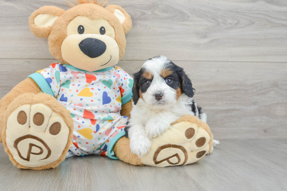 5 week old Cavapoo Puppy For Sale - Windy City Pups