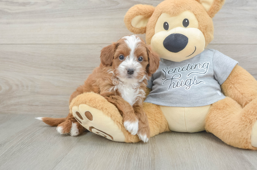 6 week old Cavapoo Puppy For Sale - Windy City Pups