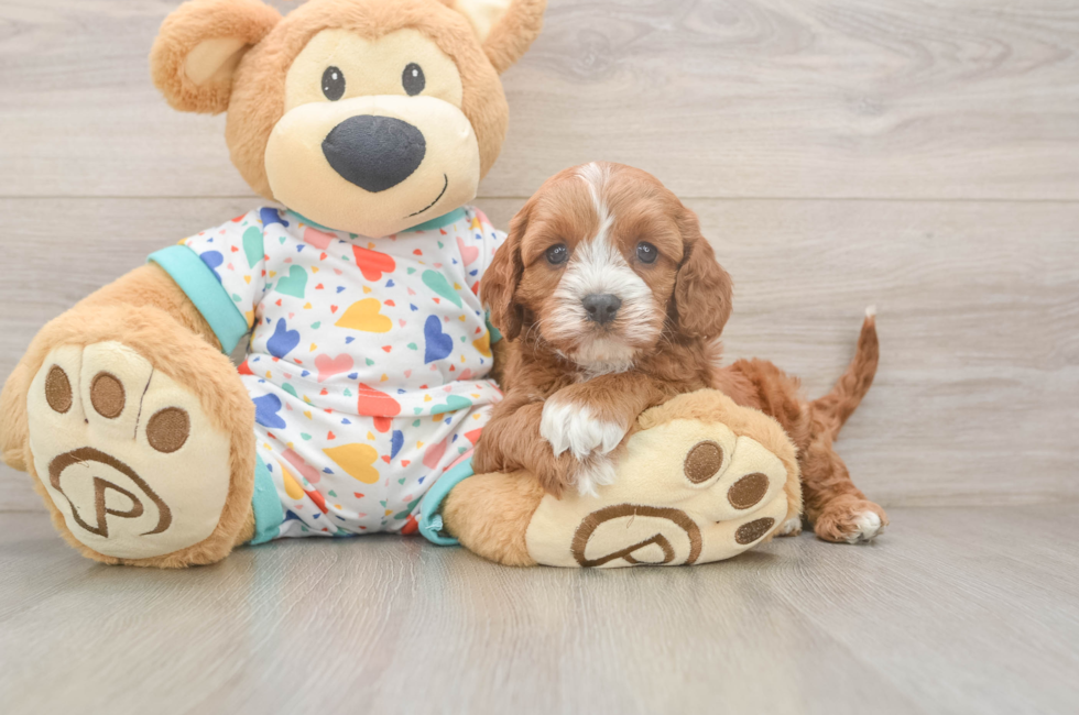 6 week old Cavapoo Puppy For Sale - Windy City Pups