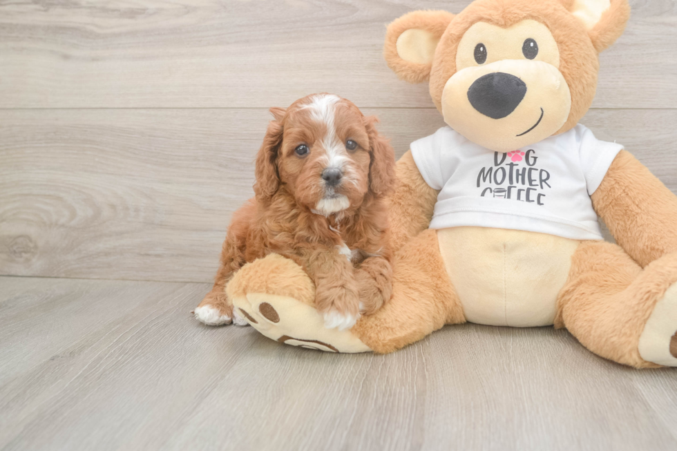 Meet Epic - our Cavapoo Puppy Photo  2/3 - Windy City Pups Smart Cavapoo Poodle Mix Pup