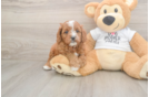 Meet Epic - our Cavapoo Puppy Photo  2/3 - Windy City Pups Smart Cavapoo Poodle Mix Pup