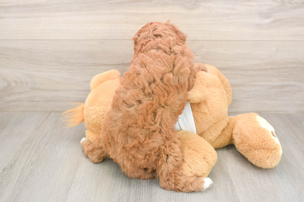 Meet Epic - our Cavapoo Puppy Photo  3/3 - Windy City Pups Cavapoo Puppy for Adoption