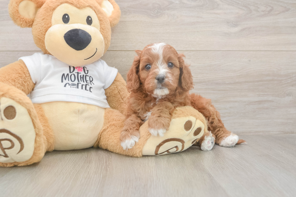 Meet Epic - our Cavapoo Puppy Photo  1/3 - Windy City Pups Best Cavapoo Baby
