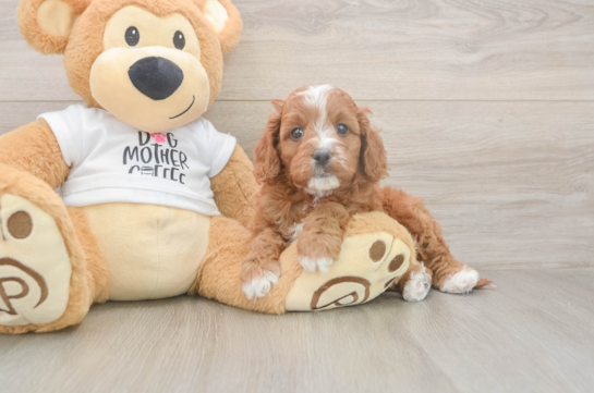 5 week old Cavapoo Puppy For Sale - Windy City Pups Best Cavapoo Baby
