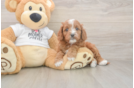Meet Epic - our Cavapoo Puppy Photo  1/3 - Windy City Pups Best Cavapoo Baby
