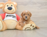 7 week old Cavapoo Puppy For Sale - Windy City Pups