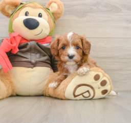 6 week old Cavapoo Puppy For Sale - Windy City Pups