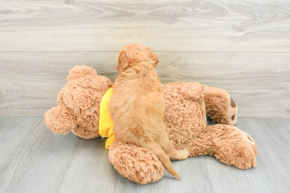 Fluffy Cavapoo Poodle Mix Pup