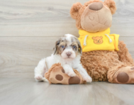 8 week old Cavapoo Puppy For Sale - Windy City Pups