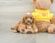 8 week old Cavapoo Puppy For Sale - Windy City Pups